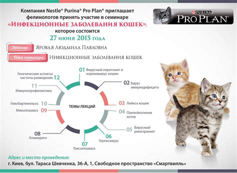Профилактика заболевания у кошек: как сохранить их здоровье