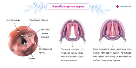 Профилактика потери голоса и уход за голосовыми связками
