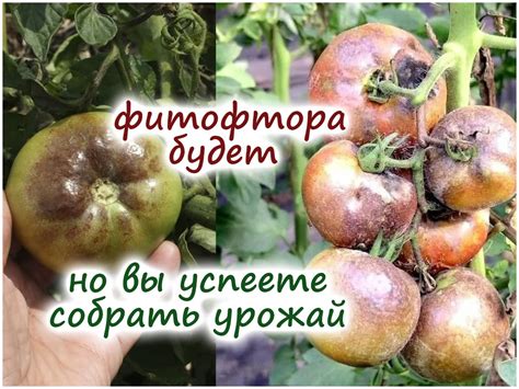 Профилактические меры: предотвращение появления фитофторы в теплице