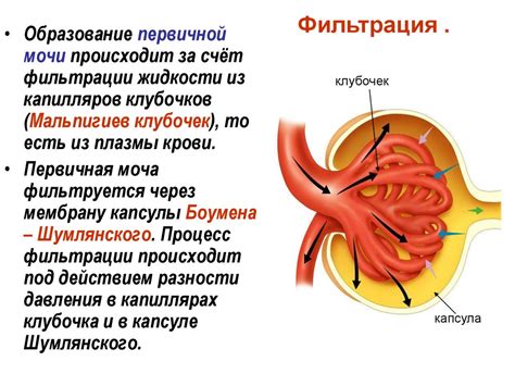 Процесс образования мочи в почках