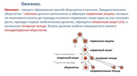 Процесс образования половых клеток у различных организмов