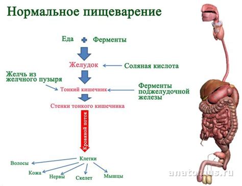 Процесс усваивания протеинов в организме человека: основные этапы