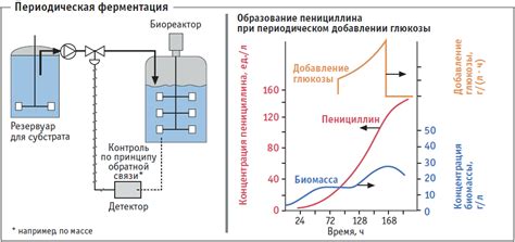 Процесс ферментации горчицы