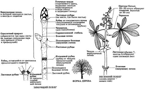 Процесс цветения и сбор урожая
