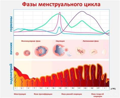 Психологические и эмоциональные переживания в различные периоды женского цикла