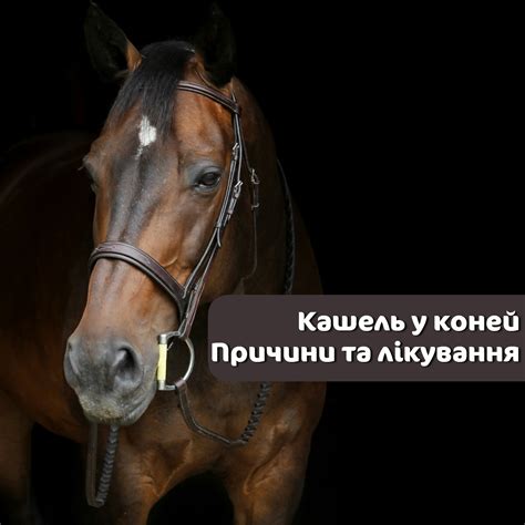 Психологические причины плача у лошадей