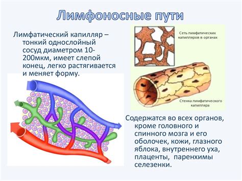 Пути движения жидкости: отсутствие сосудов и функция узлов