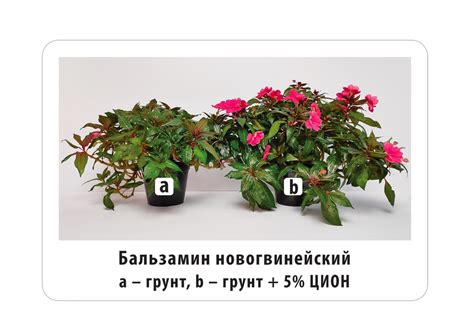 Путь к нежному и ароматному угощению
