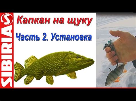 Путь к ценным трофеям: эффективные методы при ловле рыбы на судне