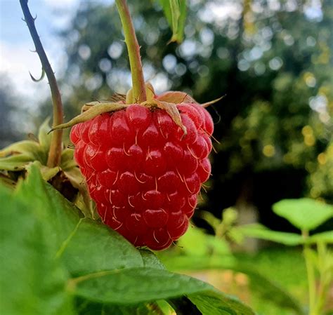 Пять необычных способов придания особого вкуса замороженным ягодам