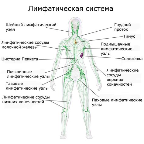 Работа лимфатической системы и значение лимфатических узлов