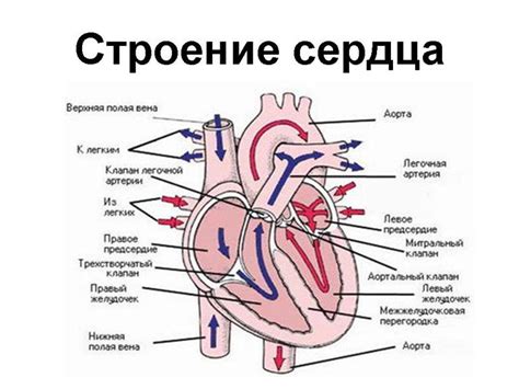 Работа сердца и сосудов: анатомия и принцип работы
