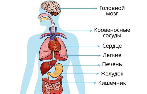 Разбор лексики: имена различных участков организма