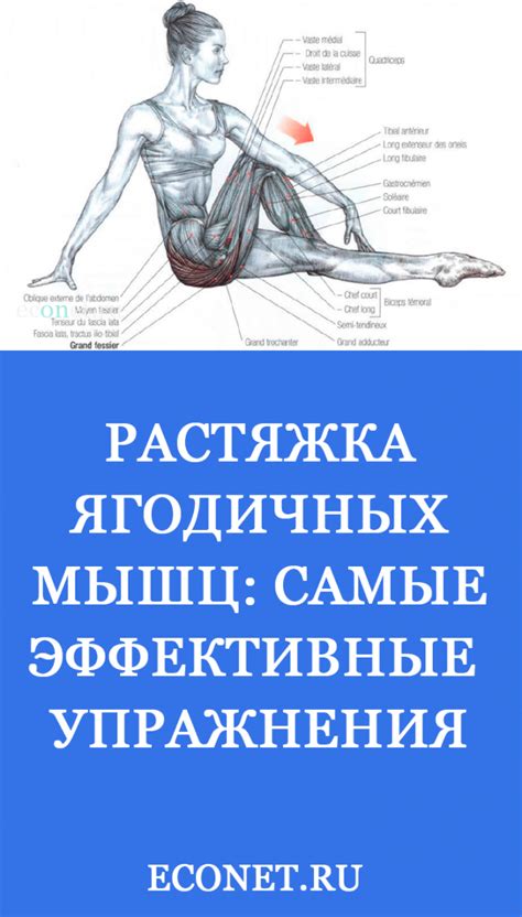 Развиваем силу и эластичность ягодичных мышц: растяжки и тренировки