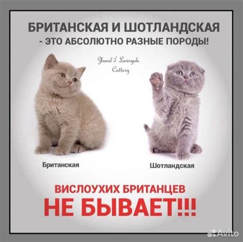 Развитие маленьких котят: наблюдение за изменениями в их телосложении и поведении
