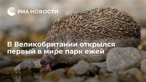 Разделение полов в мире ежей: принципы и вариации