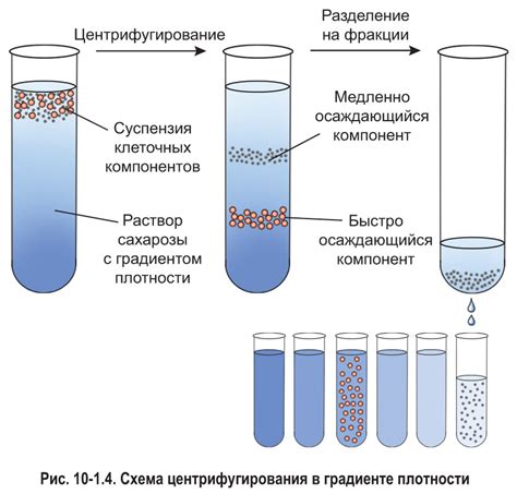 Разделение фракций сгущенных компонентов