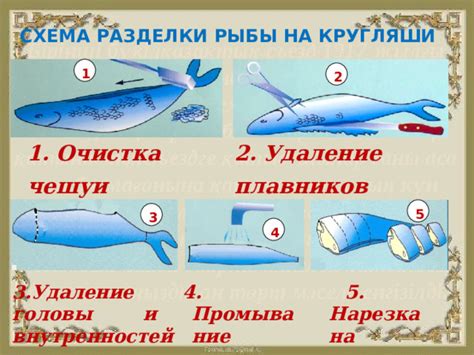Разделка и удаление внутренностей морского каракатицы