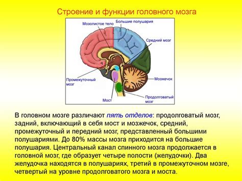 Различные виды поражений головного мозга и их воздействие на организм