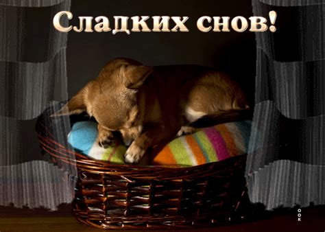 Различные интерпретации снов с маленькой собачкой: позитивные и негативные значения