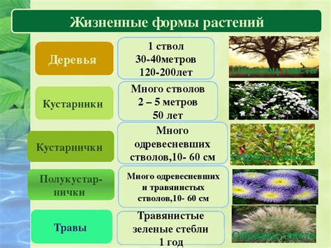 Размеры и формы растений: ключевые аспекты при создании эстетичного ландшафта