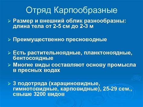 Размер и внешний облик