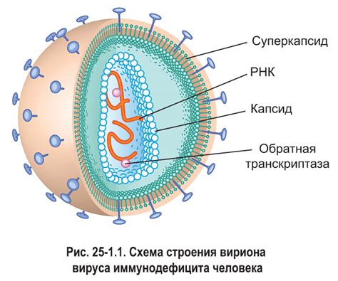 Размножение и жизненный цикл вирусов и бактерий: уникальные особенности