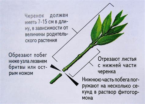 Размножение купены при помощи черенкования