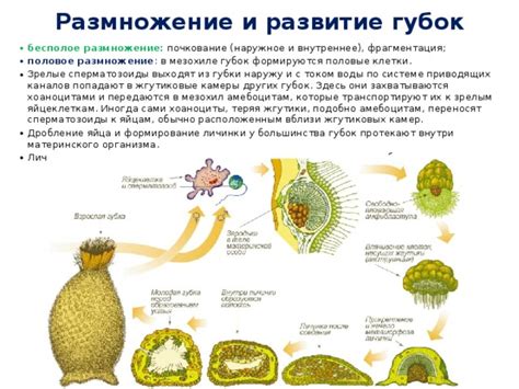 Размножение редкой губки: разнообразные методы в домашней среде