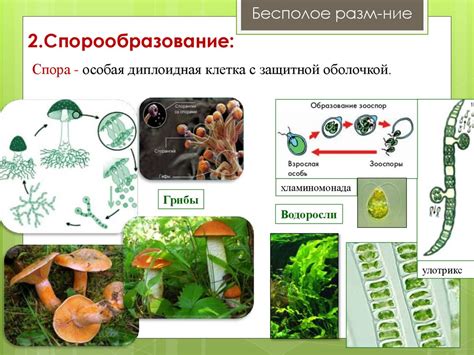 Размножение эндогенных организмов на основе стандартных кормовых субстратов