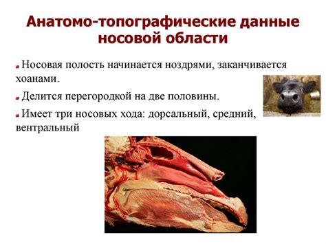 Размышления о сновидениях, связанных с поимкой паразитов в области головы