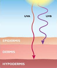 Разница между UVA и UVB лучами: почему SPF одним не обойтись