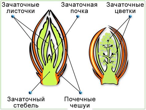 Разнообразие арчвингов: особенности и их неповторимость