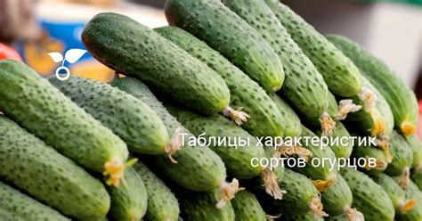 Разнообразие безгоречных сортов огурцов