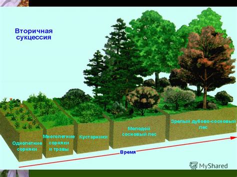 Разнообразие видов проломов и их формирование