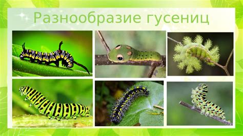 Разнообразие конструкций гусениц: от миниатюрных роботов до мощной техники