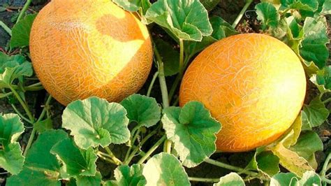 Разнообразие окраски кожуры дыни: как она может указывать на степень спелости