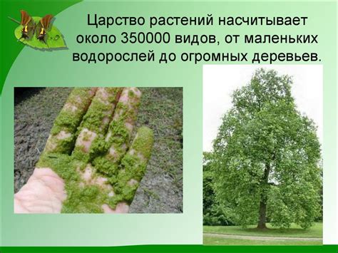 Разнообразие растений: от цветов до плодовых деревьев