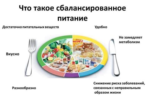 Разнообразие рациона: почему важно предлагать разнообразные пищевые продукты