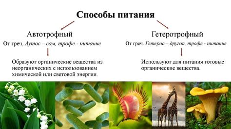 Разнообразие репродуктивных стратегий у животных, бактерий и грибов