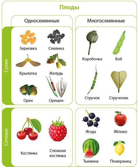Разнообразие сортов и классификация изысканного солнечного плода