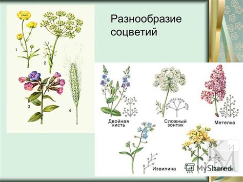 Разнообразие форм и оттенков соцветий в растительном мире