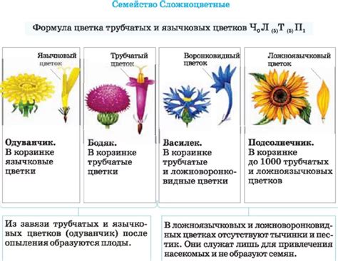 Разнообразие форм и функций цветков у растений: внешний облик и его значение