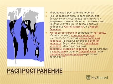 Разнообразные виды малвар и их распространение