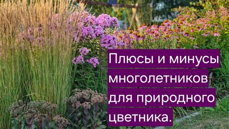 Разнообразные способы применения природного растения: плюсы и минусы