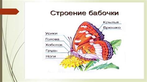 Разобрались и собрались: монтаж основных компонентов бабочки