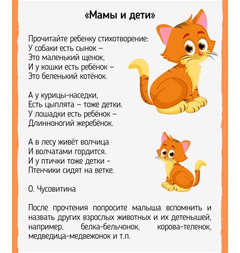 Расписание и продолжительность процедур в экспресс-студии заботы о кошках