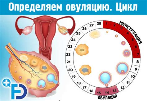 Распознавание симптомов овуляции