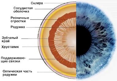 Расположение и функция радужки