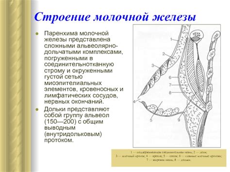 Распространение инфекций через расширенные млечные протоки
